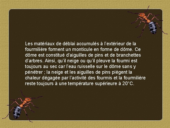 Les matériaux de déblai accumulés à l’extérieur de la fourmilière forment un monticule en