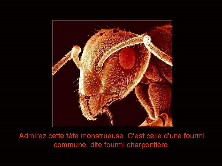 Admirez cette tête monstrueuse. C’est celle d’une fourmi commune, dite fourmi charpentière. 