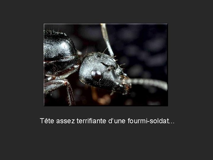 Tête assez terrifiante d’une fourmi-soldat. . . 