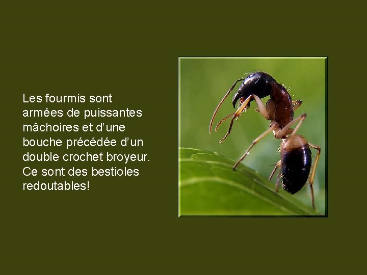 Les fourmis sont armées de puissantes mâchoires et d’une bouche précédée d’un double crochet