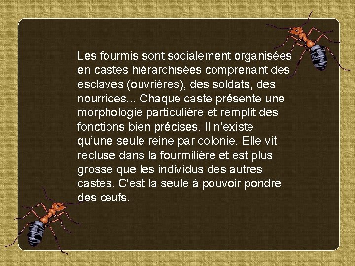 Les fourmis sont socialement organisées en castes hiérarchisées comprenant des esclaves (ouvrières), des soldats,