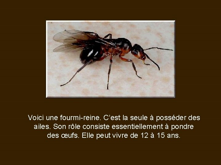 Voici une fourmi-reine. C’est la seule à posséder des ailes. Son rôle consiste essentiellement