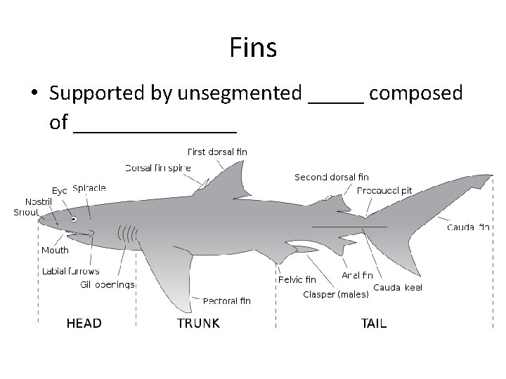 Fins • Supported by unsegmented _____ composed of _______ 