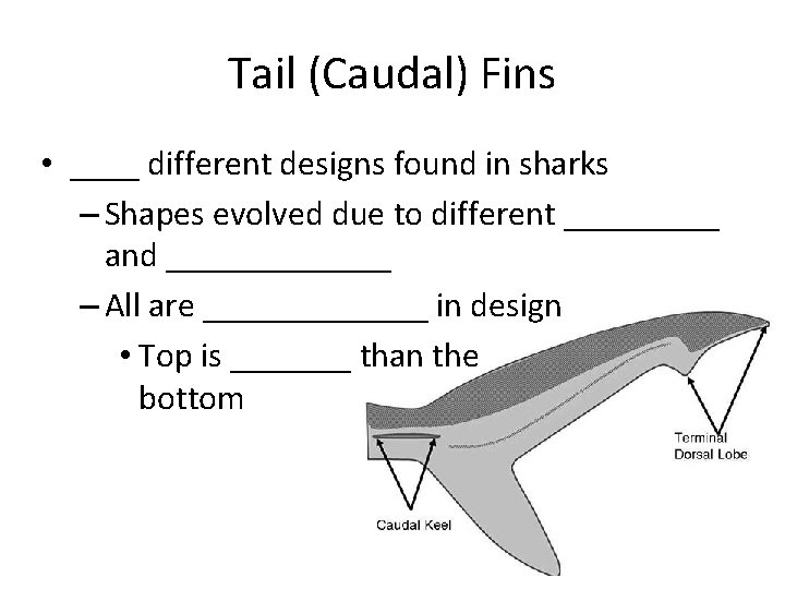 Tail (Caudal) Fins • ____ different designs found in sharks – Shapes evolved due