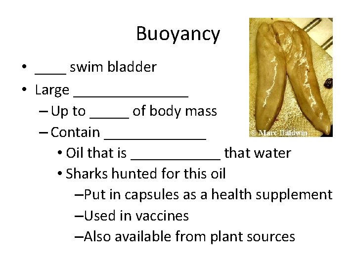 Buoyancy • ____ swim bladder • Large _______ – Up to _____ of body