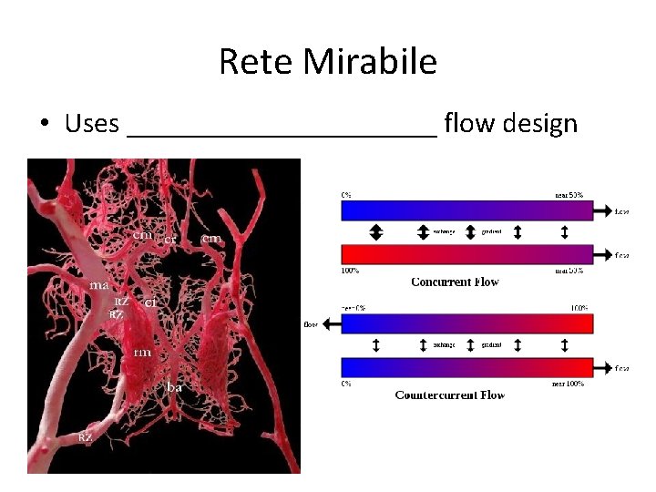 Rete Mirabile • Uses __________ flow design 