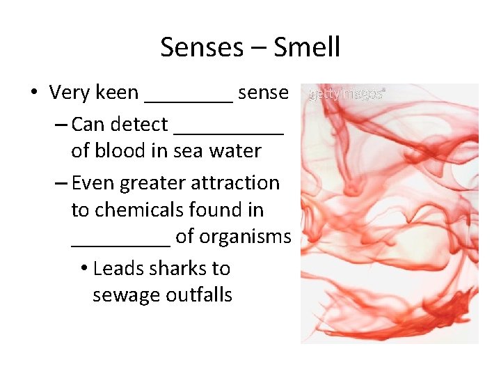 Senses – Smell • Very keen ____ sense – Can detect _____ of blood