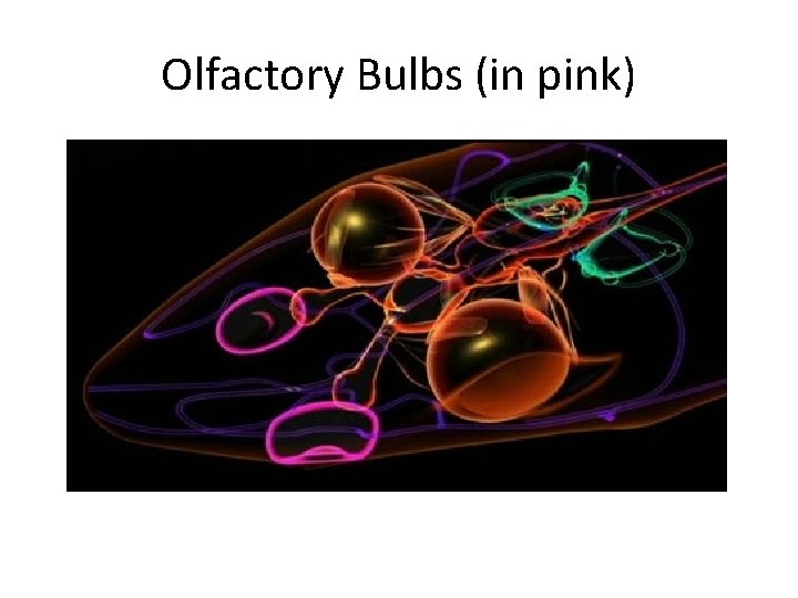 Olfactory Bulbs (in pink) 