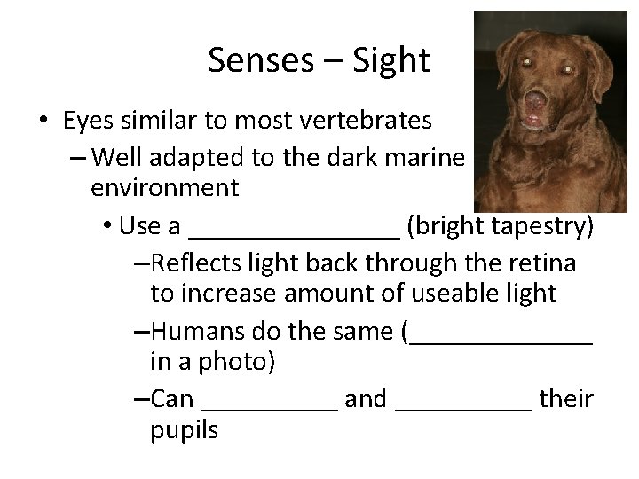 Senses – Sight • Eyes similar to most vertebrates – Well adapted to the