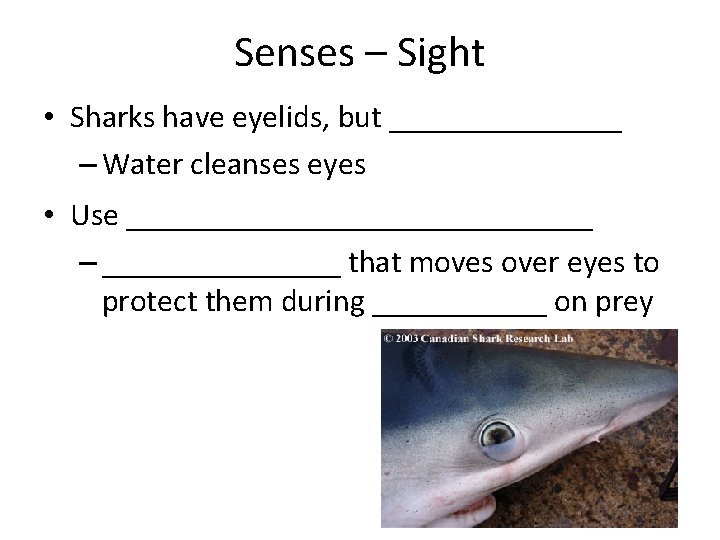 Senses – Sight • Sharks have eyelids, but _______ – Water cleanses eyes •