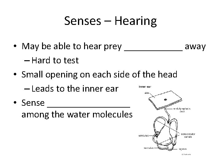 Senses – Hearing • May be able to hear prey ______ away – Hard