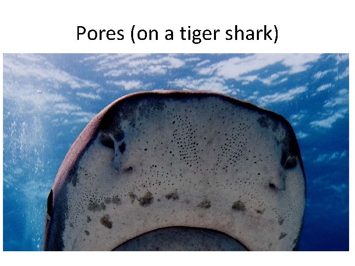 Pores (on a tiger shark) 
