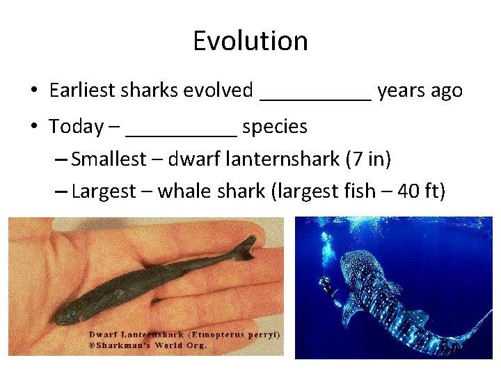 Evolution • Earliest sharks evolved _____ years ago • Today – _____ species –