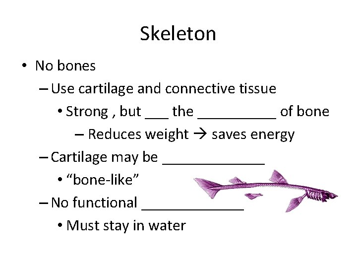 Skeleton • No bones – Use cartilage and connective tissue • Strong , but