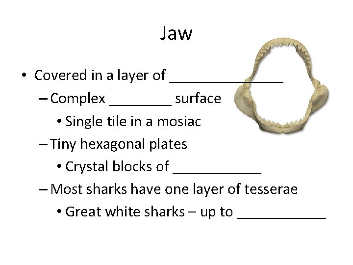Jaw • Covered in a layer of _______ – Complex ____ surface • Single