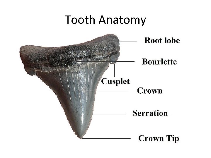 Tooth Anatomy 