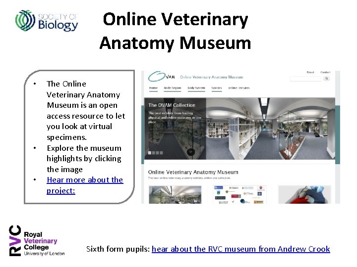 Online Veterinary Anatomy Museum • • • The Online Veterinary Anatomy Museum is an
