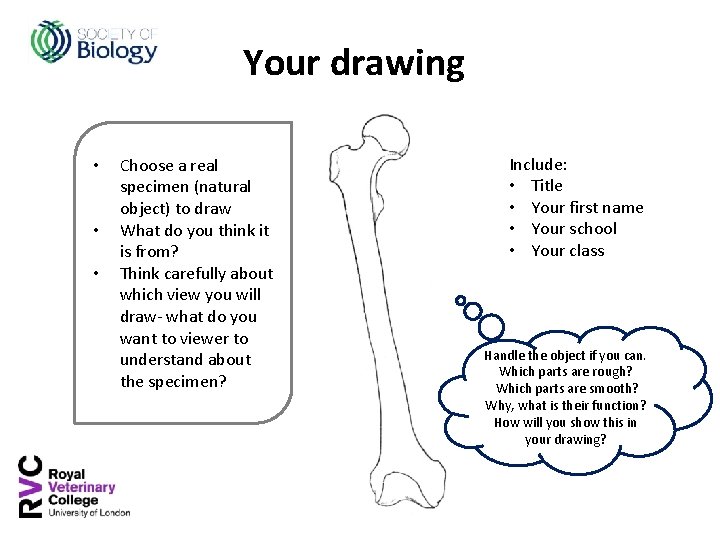 Your drawing • • • Choose a real specimen (natural object) to draw What