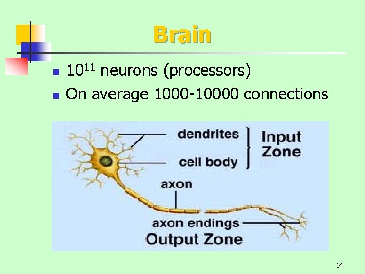 Brain n n 1011 neurons (processors) On average 1000 -10000 connections 14 