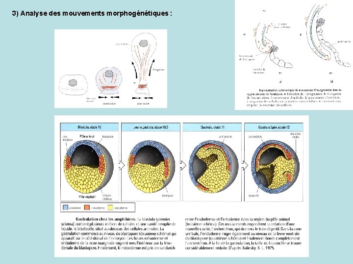 3) Analyse des mouvements morphogénétiques : 