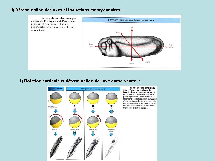 III) Détermination des axes et inductions embryonnaires : 1) Rotation corticale et détermination de