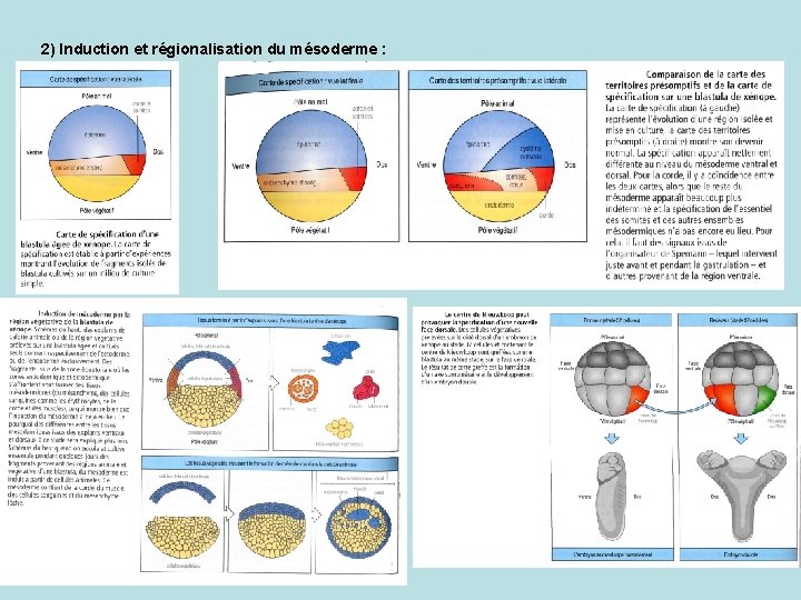 2) Induction et régionalisation du mésoderme : 