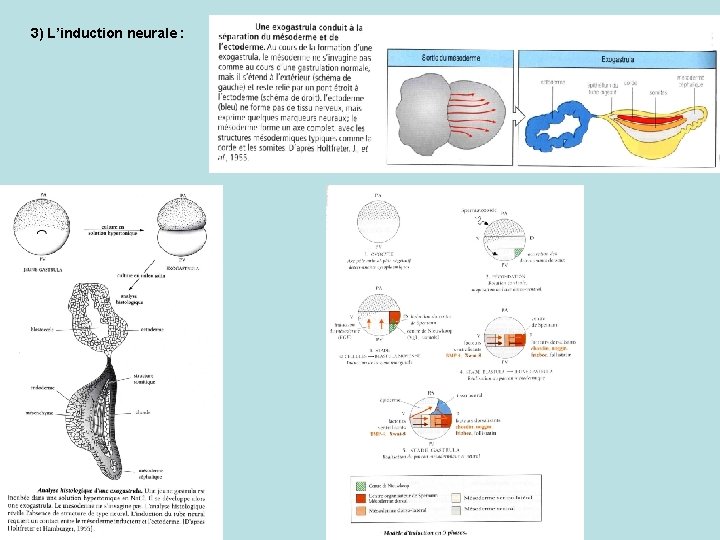 3) L’induction neurale : 