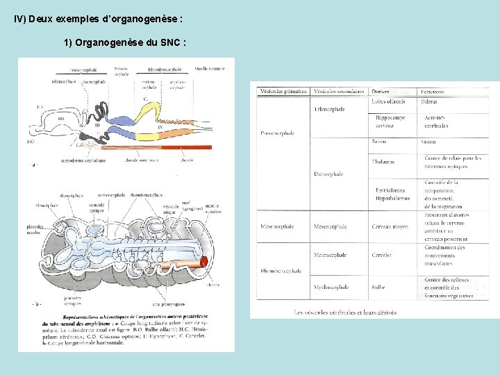 IV) Deux exemples d’organogenèse : 1) Organogenèse du SNC : 