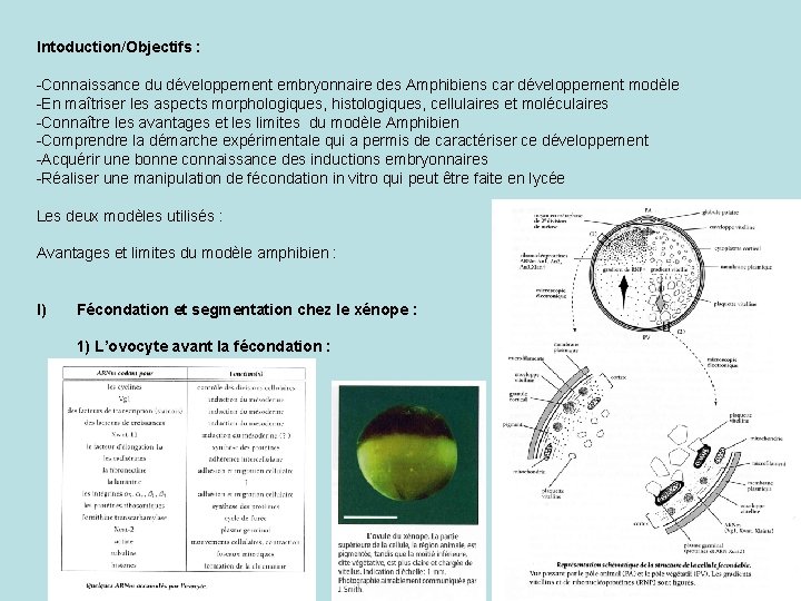 Intoduction/Objectifs : -Connaissance du développement embryonnaire des Amphibiens car développement modèle -En maîtriser les