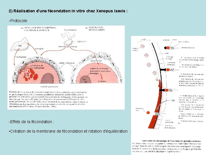 2) Réalisation d’une fécondation in vitro chez Xenopus laevis : -Protocole -Effets de la