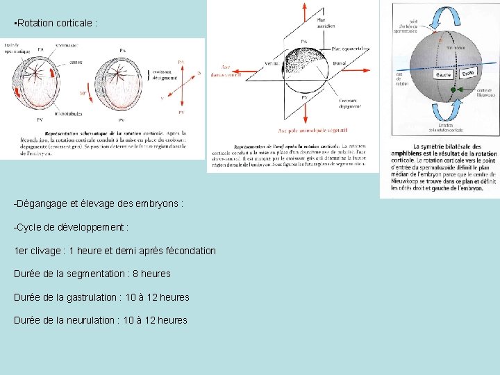  • Rotation corticale : -Dégangage et élevage des embryons : -Cycle de développement
