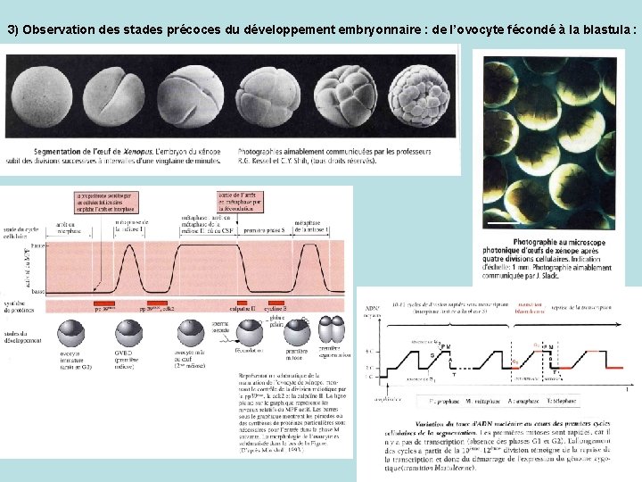 3) Observation des stades précoces du développement embryonnaire : de l’ovocyte fécondé à la