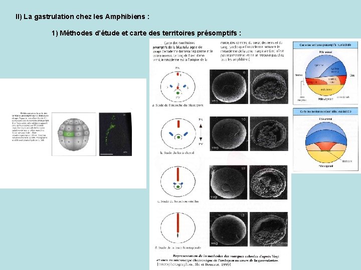 II) La gastrulation chez les Amphibiens : 1) Méthodes d’étude et carte des territoires