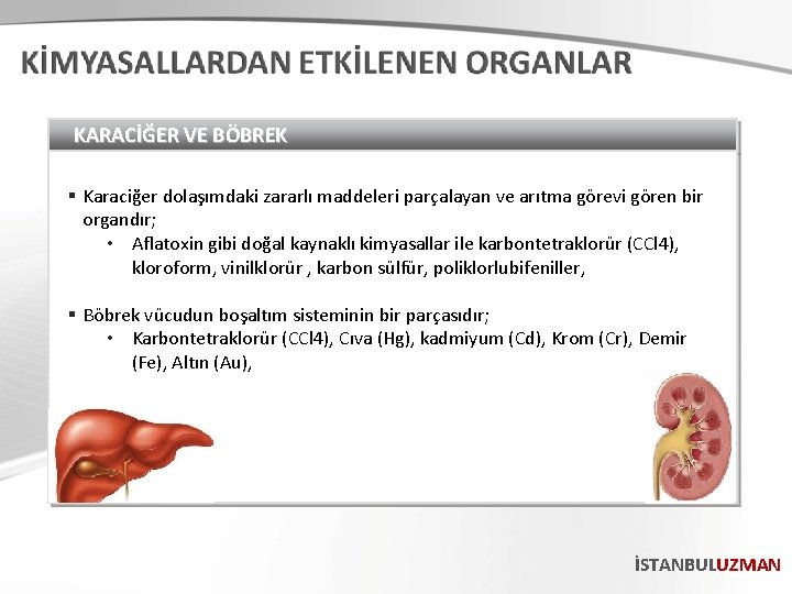 KARACİĞER VE BÖBREK § Karaciğer dolaşımdaki zararlı maddeleri parçalayan ve arıtma görevi gören bir