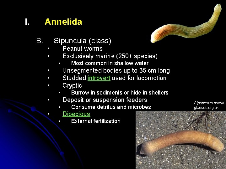 I. Annelida B. Sipuncula (class) • • Peanut worms Exclusively marine (250+ species) •