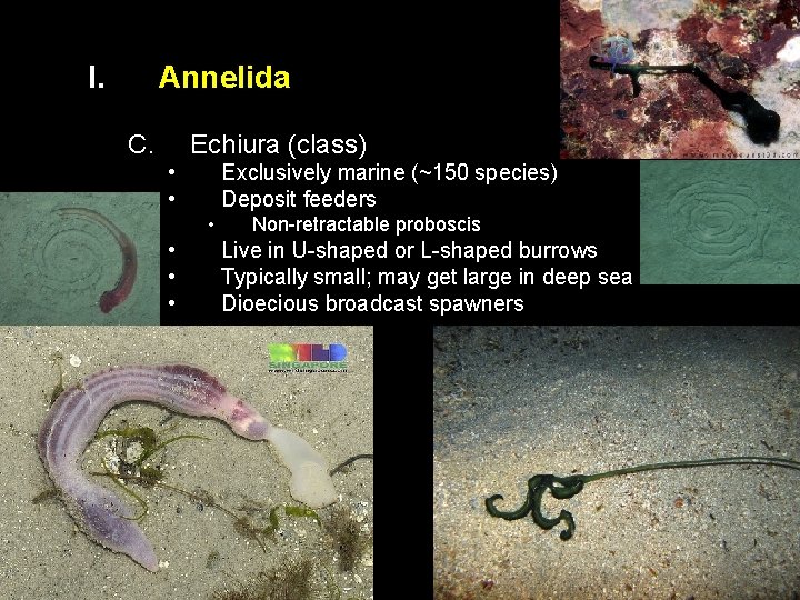 I. Annelida C. Echiura (class) • • Exclusively marine (~150 species) Deposit feeders •