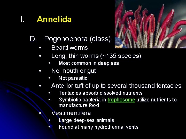 I. Annelida D. Pogonophora (class) • • Beard worms Long, thin worms (~135 species)