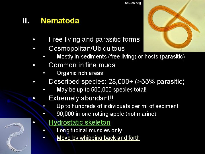 tolweb. org II. Nematoda • • Free living and parasitic forms Cosmopolitan/Ubiquitous • •
