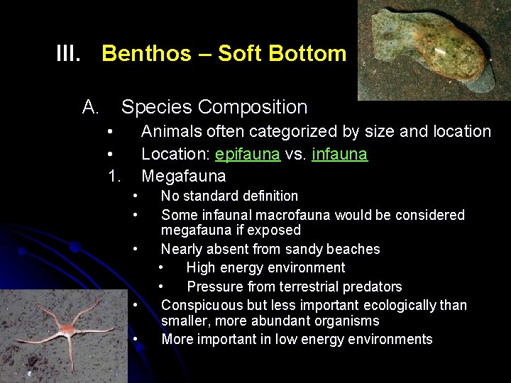III. Benthos – Soft Bottom A. Species Composition • • 1. Animals often categorized