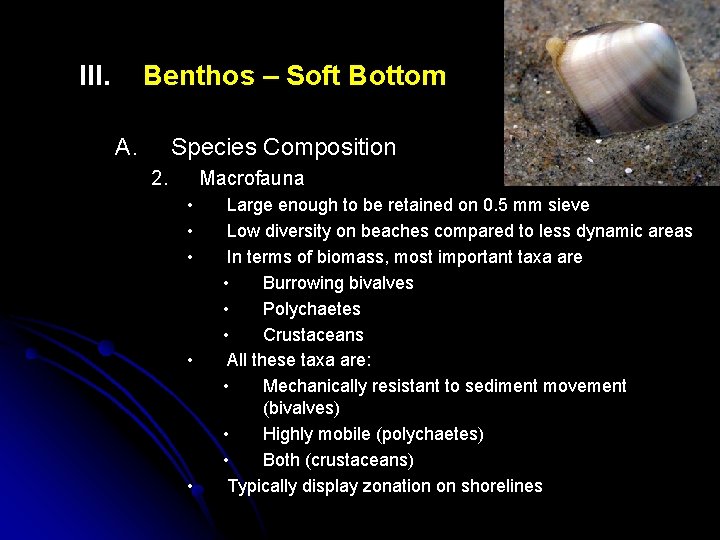 III. Benthos – Soft Bottom A. Species Composition 2. Macrofauna • • • Large