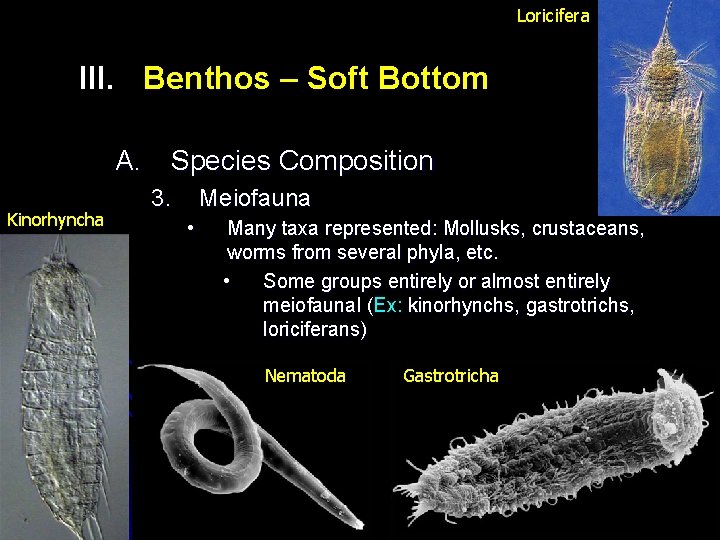 Loricifera III. Benthos – Soft Bottom A. Species Composition Kinorhyncha 3. Meiofauna • Many