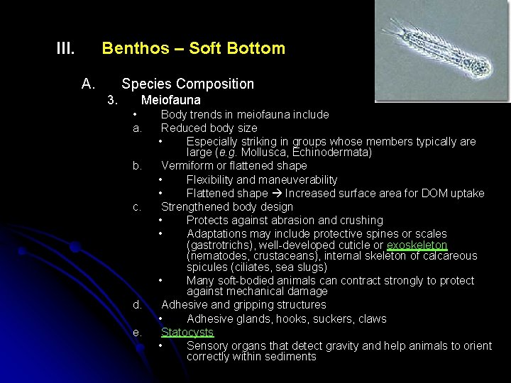III. Benthos – Soft Bottom A. Species Composition 3. Meiofauna • a. b. c.