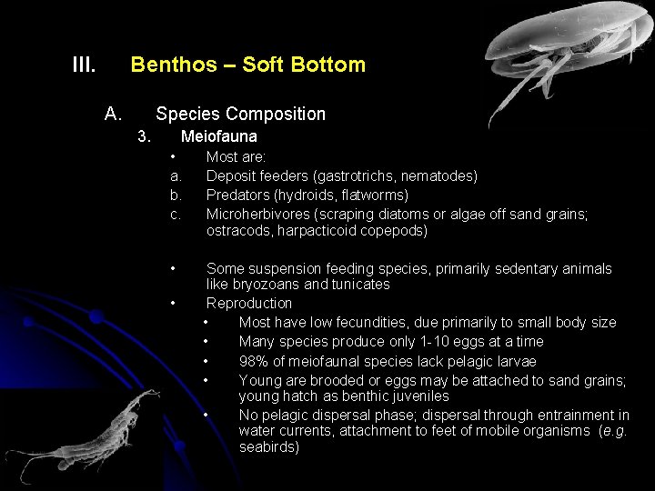 III. Benthos – Soft Bottom A. Species Composition 3. Meiofauna • a. b. c.