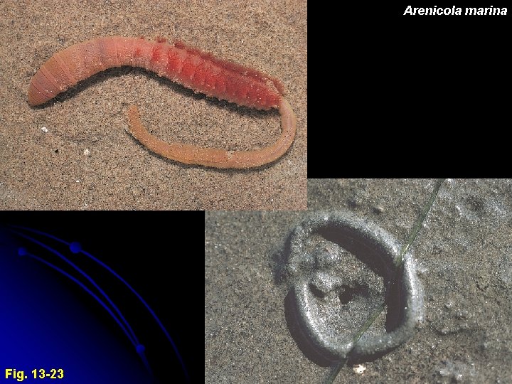 Arenicola marina Fig. 13 -23 