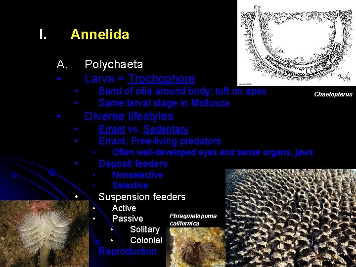 I. Annelida A. • Polychaeta Larva = Trochophore • • • Band of cilia