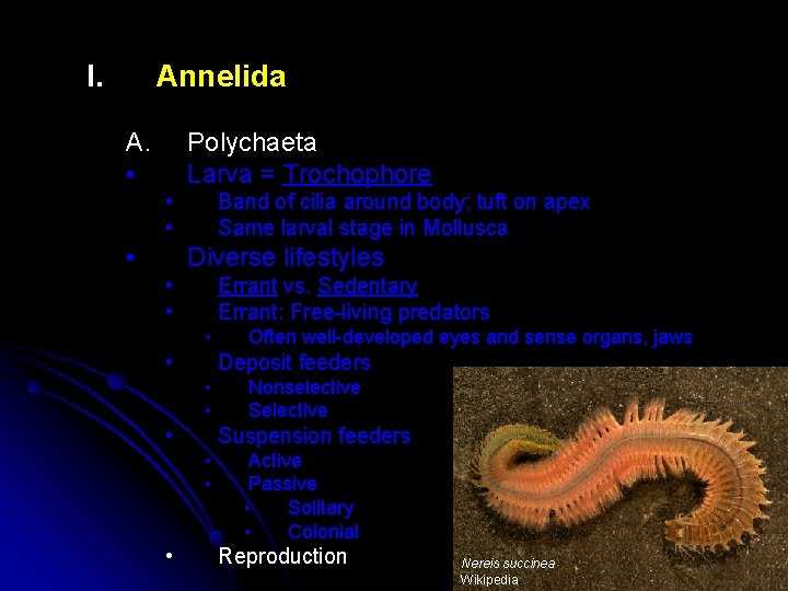I. Annelida A. • Polychaeta Larva = Trochophore • • • Band of cilia