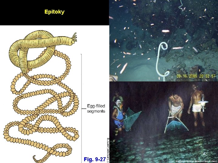 Epitoky Fig. 9 -27 