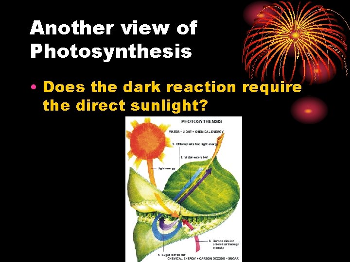 Another view of Photosynthesis • Does the dark reaction require the direct sunlight? 