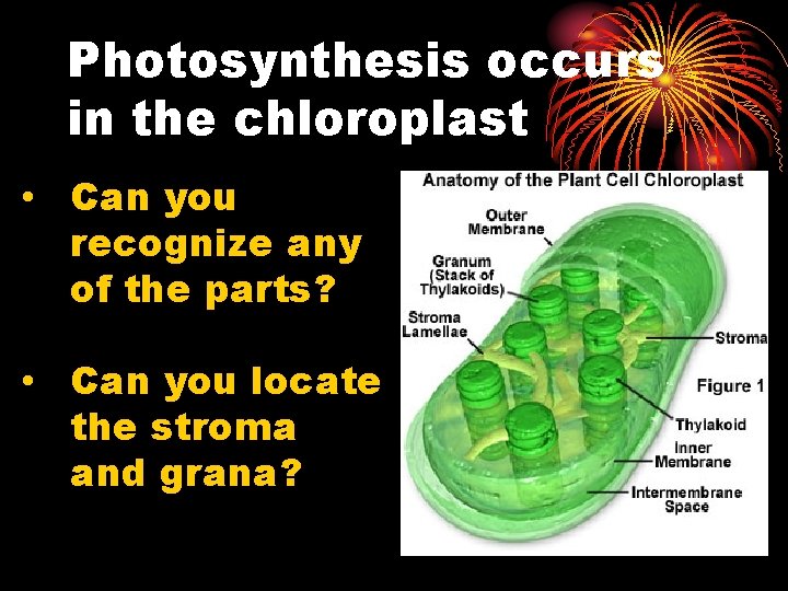 Photosynthesis occurs in the chloroplast • Can you recognize any of the parts? •