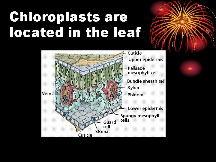 Chloroplasts are located in the leaf 